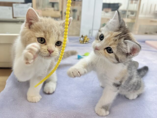 ブリティッシュショートヘア