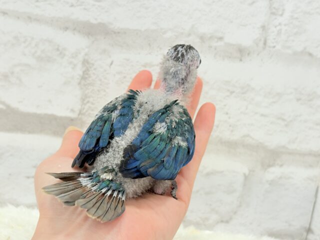 【最新画像・動画更新🪄】ツヤツヤキラキラ✨宝石みたいなわた毛ちゃん🐣💎💫ウロコインコ(バイオレット) ヒナ ホオミドリウロコインコ