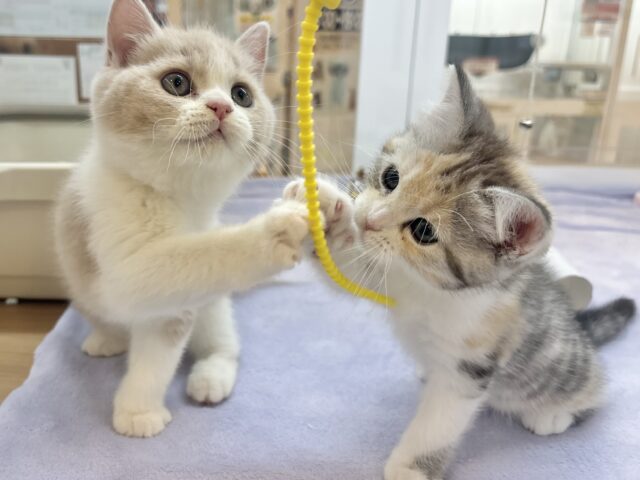 ブリティッシュショートヘア
