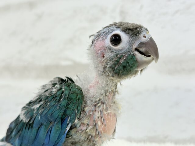 【最新画像・動画更新🪄】ツヤツヤキラキラ✨宝石みたいなわた毛ちゃん🐣💎💫ウロコインコ(バイオレット) ヒナ ホオミドリウロコインコ