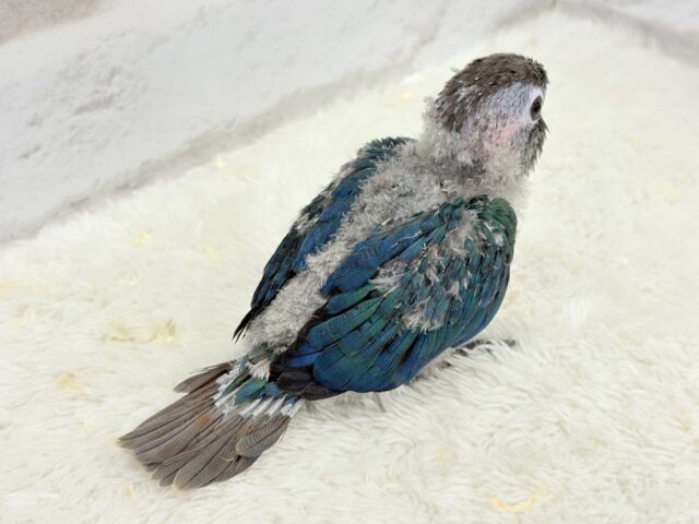 【最新画像・動画更新🪄】ツヤツヤキラキラ✨宝石みたいなわた毛ちゃん🐣💎💫ウロコインコ(バイオレット) ヒナ ホオミドリウロコインコ
