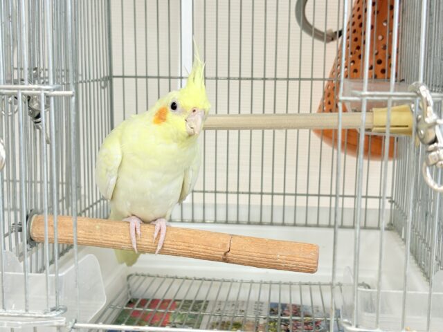 オカメインコ