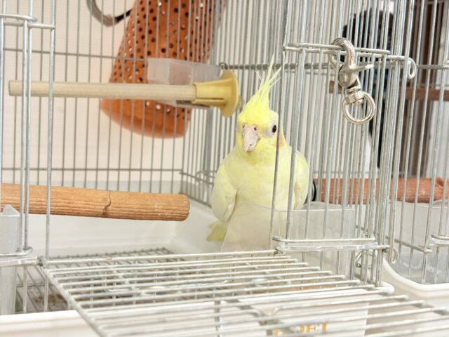 オカメインコ