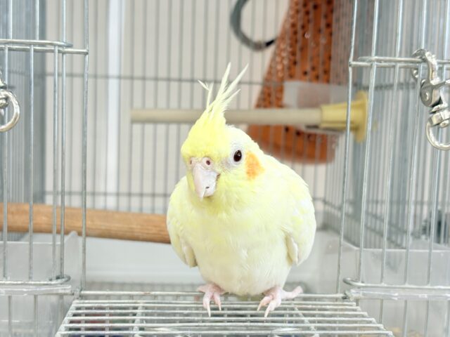 オカメインコ