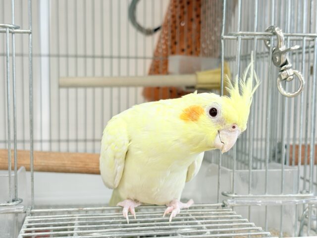 おねだりの仕草に胸きゅんきゅん🐥💘オカメインコ(ルチノーパール) オカメインコ