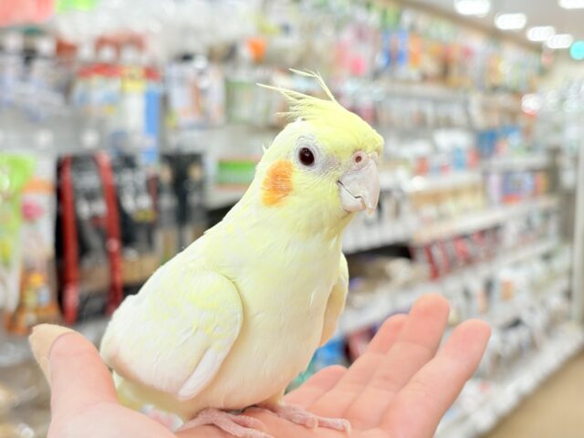おねだりの仕草に胸きゅんきゅん🐥💘オカメインコ(ルチノーパール) オカメインコ