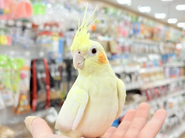 おねだりの仕草に胸きゅんきゅん🐥💘オカメインコ(ルチノーパール) オカメインコ