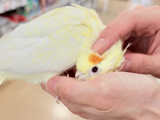 おねだりの仕草に胸きゅんきゅん🐥💘オカメインコ(ルチノーパール) オカメインコ