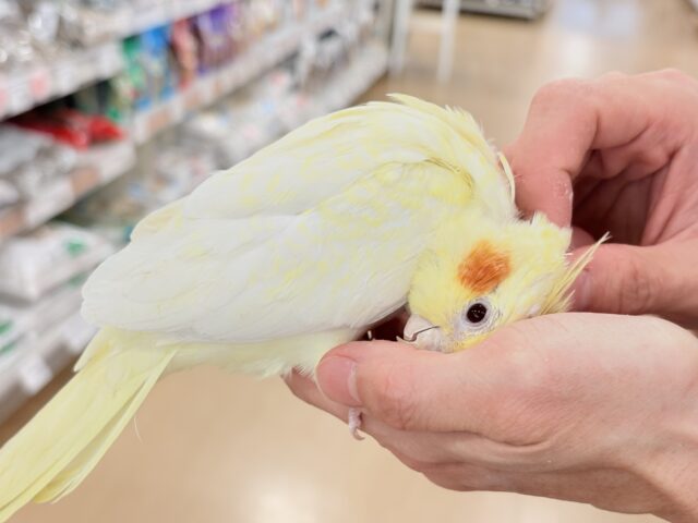 おねだりの仕草に胸きゅんきゅん🐥💘オカメインコ(ルチノーパール) オカメインコ