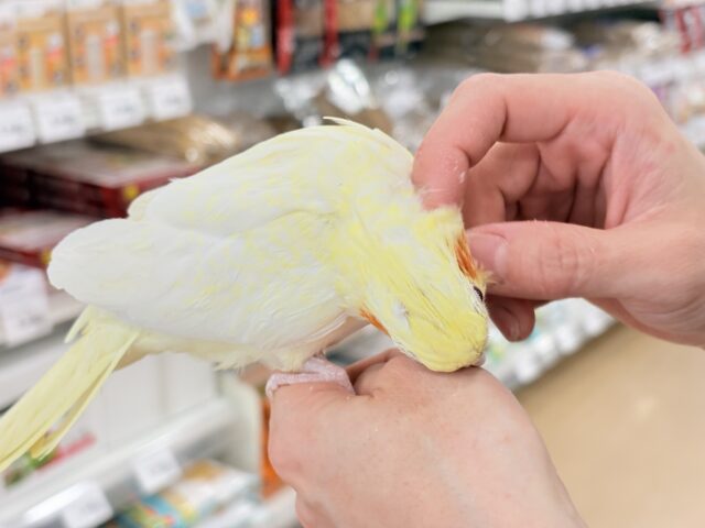 おねだりの仕草に胸きゅんきゅん🐥💘オカメインコ(ルチノーパール) オカメインコ