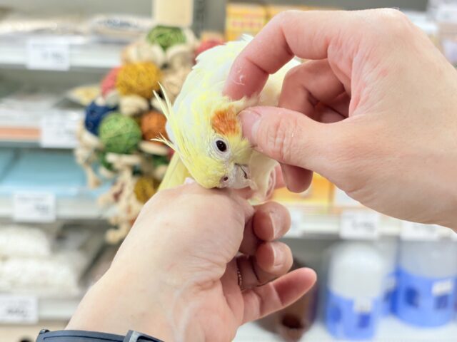 オカメインコ