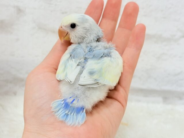 【最新画像更新🪄】真っ白でふんわりクリーミー🐣🧁💛コザクラインコ(ブルーオパーリンパイド) ヒナ コザクラインコ(小桜インコ)