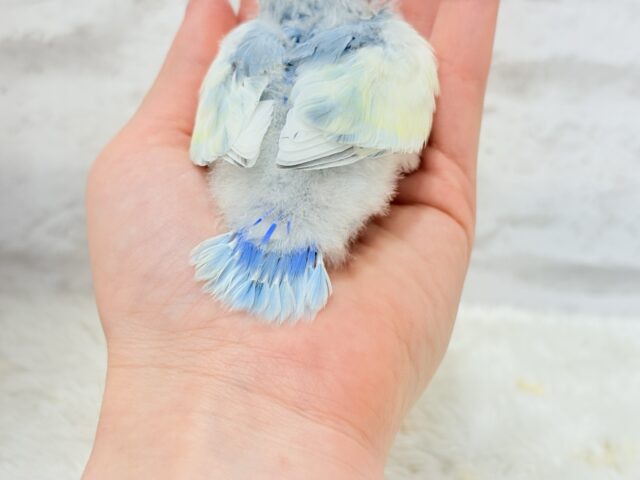 【最新画像更新🪄】真っ白でふんわりクリーミー🐣🧁💛コザクラインコ(ブルーオパーリンパイド) ヒナ コザクラインコ(小桜インコ)