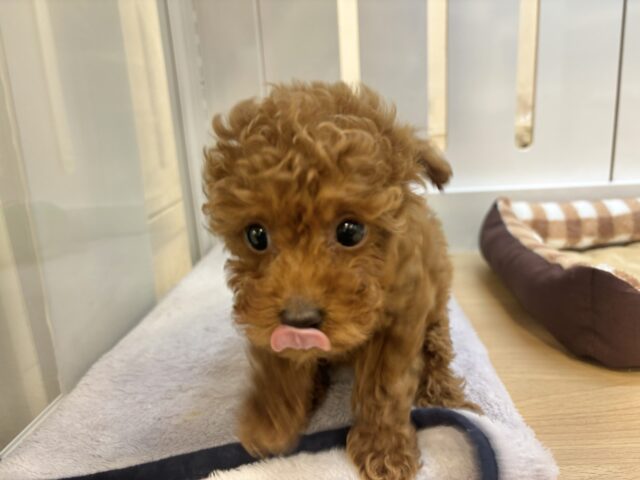 トイプードル