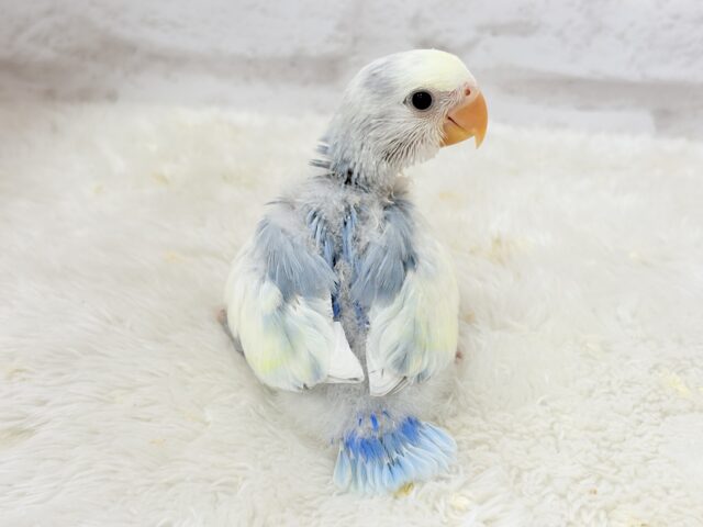 【最新画像更新🪄】真っ白でふんわりクリーミー🐣🧁💛コザクラインコ(ブルーオパーリンパイド) ヒナ コザクラインコ(小桜インコ)