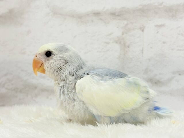 【最新画像更新🪄】真っ白でふんわりクリーミー🐣🧁💛コザクラインコ(ブルーオパーリンパイド) ヒナ コザクラインコ(小桜インコ)