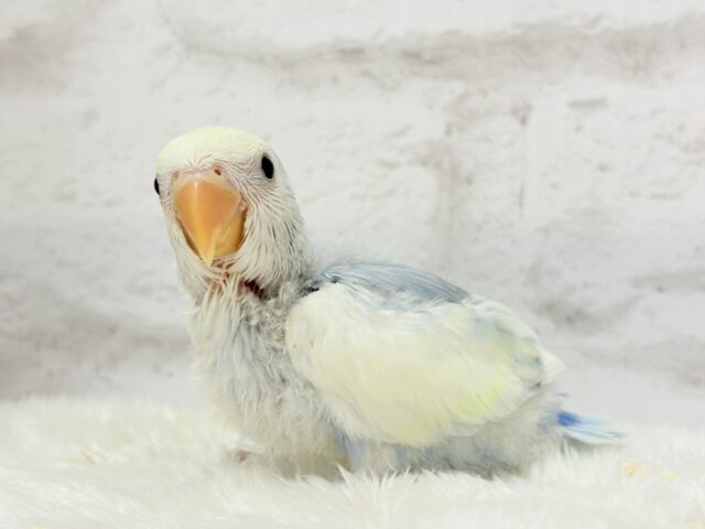 【最新画像更新🪄】真っ白でふんわりクリーミー🐣🧁💛コザクラインコ(ブルーオパーリンパイド) ヒナ コザクラインコ(小桜インコ)