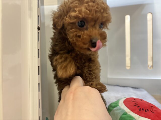 トイプードル