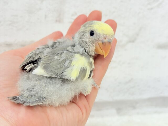 【最新画像更新🪄】美しのきゅるるんeye🐣🫧コザクラインコ(モーブパイド) ヒナ コザクラインコ(小桜インコ)