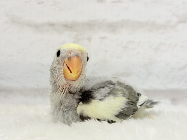 【最新画像更新🪄】美しのきゅるるんeye🐣🫧コザクラインコ(モーブパイド) ヒナ コザクラインコ(小桜インコ)