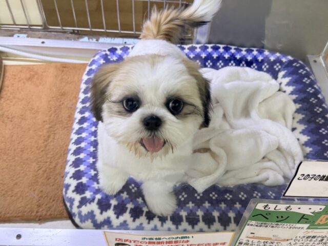 最新画像になります☆お嬢様降臨💫愛の突進は突きぬける🩷甘々なシーズーの女のコきました💫 シーズー