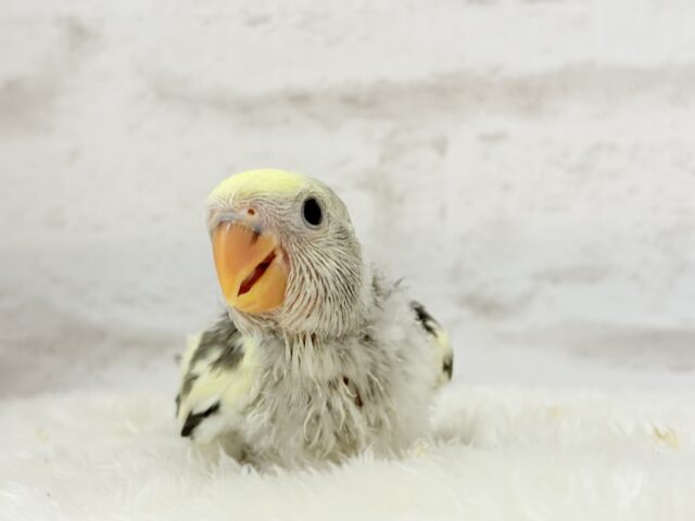 【最新画像更新🪄】美しのきゅるるんeye🐣🫧コザクラインコ(モーブパイド) ヒナ コザクラインコ(小桜インコ)