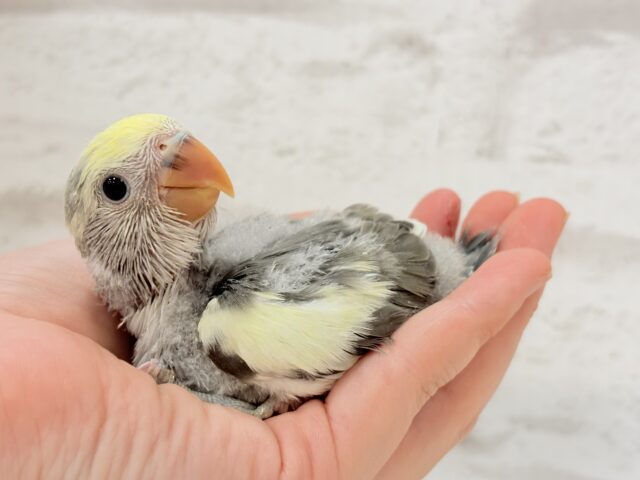 【最新画像更新🪄】美しのきゅるるんeye🐣🫧コザクラインコ(モーブパイド) ヒナ コザクラインコ(小桜インコ)