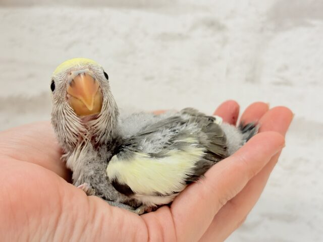 【最新画像更新🪄】美しのきゅるるんeye🐣🫧コザクラインコ(モーブパイド) ヒナ コザクラインコ(小桜インコ)