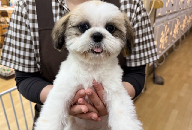 最新画像になります☆お嬢様降臨💫愛の突進は突きぬける🩷甘々なシーズーの女のコきました💫 シーズー