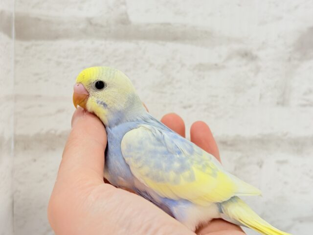 【最新画像更新🪄】ふわふわ☁️背中の花びら美しい🐣💜セキセイインコ(パステルレインボーパイド) ヒナ セキセイインコ