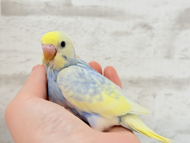【最新画像更新🪄】ふわふわ☁️背中の花びら美しい🐣💜セキセイインコ(パステルレインボーパイド) ヒナ セキセイインコ