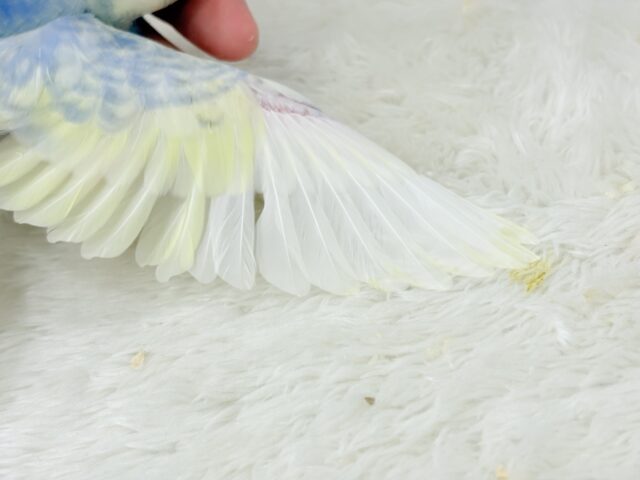 【最新画像更新🪄】ふわふわ☁️背中の花びら美しい🐣💜セキセイインコ(パステルレインボーパイド) ヒナ セキセイインコ
