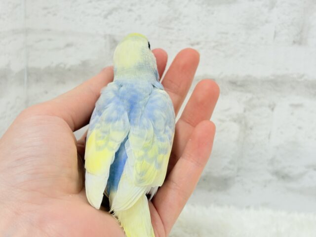 【最新画像更新🪄】ふわふわ☁️背中の花びら美しい🐣💜セキセイインコ(パステルレインボーパイド) ヒナ セキセイインコ