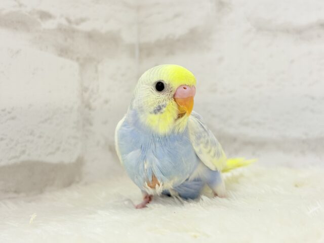 【最新画像更新🪄】ふわふわ☁️背中の花びら美しい🐣💜セキセイインコ(パステルレインボーパイド) ヒナ セキセイインコ