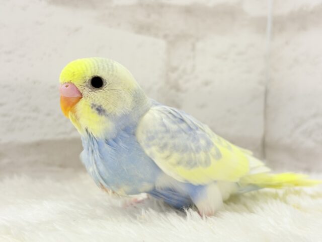 【最新画像更新🪄】ふわふわ☁️背中の花びら美しい🐣💜セキセイインコ(パステルレインボーパイド) ヒナ セキセイインコ