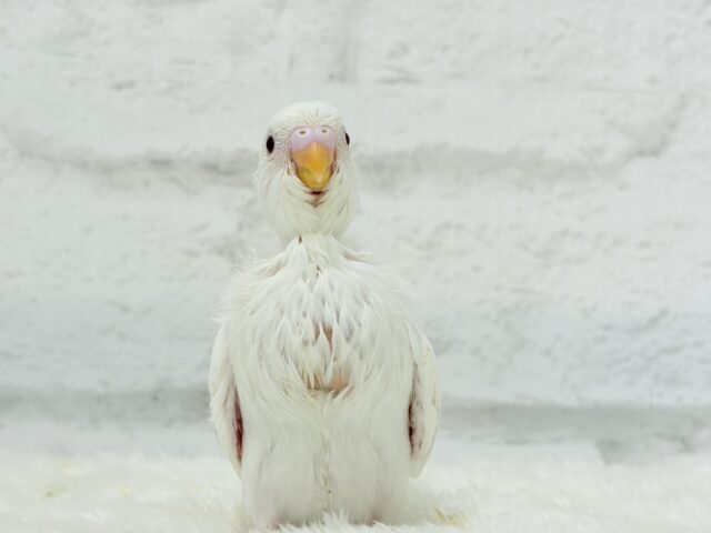 【最新画像・動画更新🪄】ホワイトペンギンちゃん🐧🤍セキセイインコ(アルビノ) ヒナ セキセイインコ