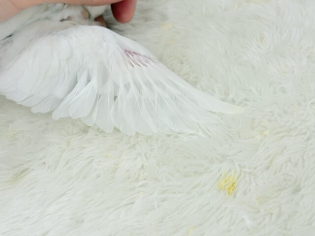 【最新画像・動画更新🪄】ホワイトペンギンちゃん🐧🤍セキセイインコ(アルビノ) ヒナ セキセイインコ