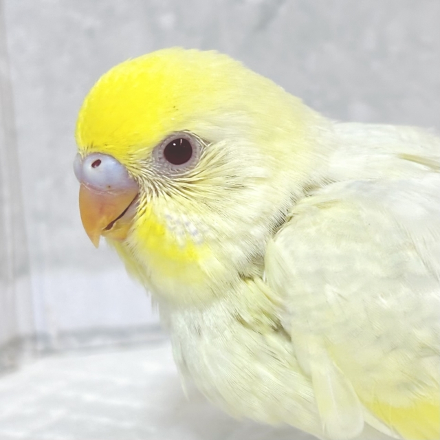 セキセイインコ クリーム系 💜🍨🍋 .*゜ セキセイインコ