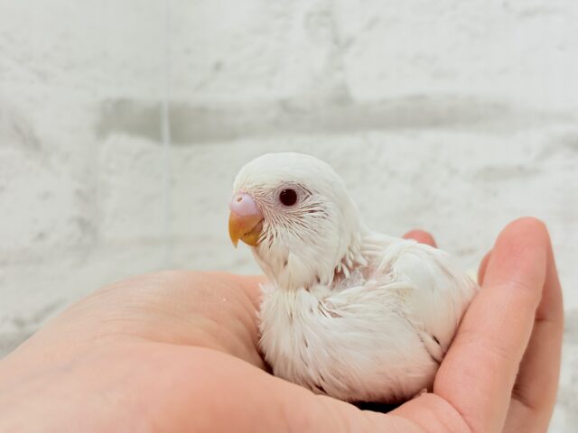 【最新画像・動画更新🪄】ホワイトペンギンちゃん🐧🤍セキセイインコ(アルビノ) ヒナ セキセイインコ
