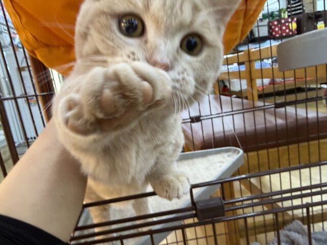 メロメロ注意❣️やんちゃなベタ慣れ君💗短足🐾マンチカンの男のコきました💫 マンチカン
