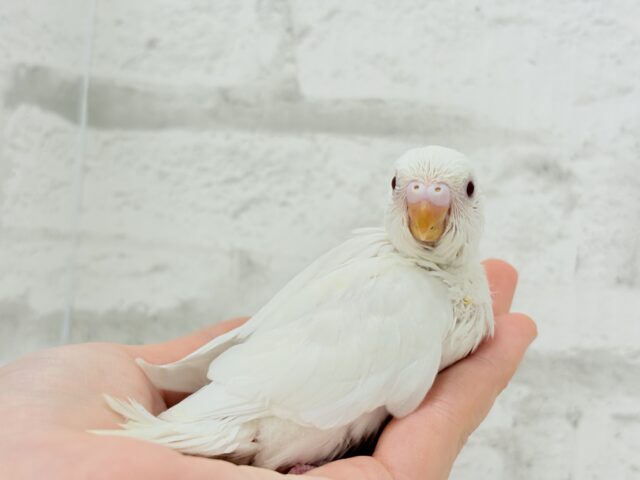 【最新画像・動画更新🪄】ホワイトペンギンちゃん🐧🤍セキセイインコ(アルビノ) ヒナ セキセイインコ