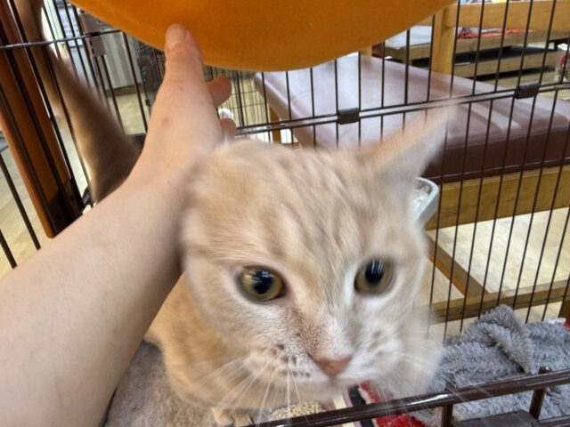 メロメロ注意❣️やんちゃなベタ慣れ君💗短足🐾マンチカンの男のコきました💫 マンチカン