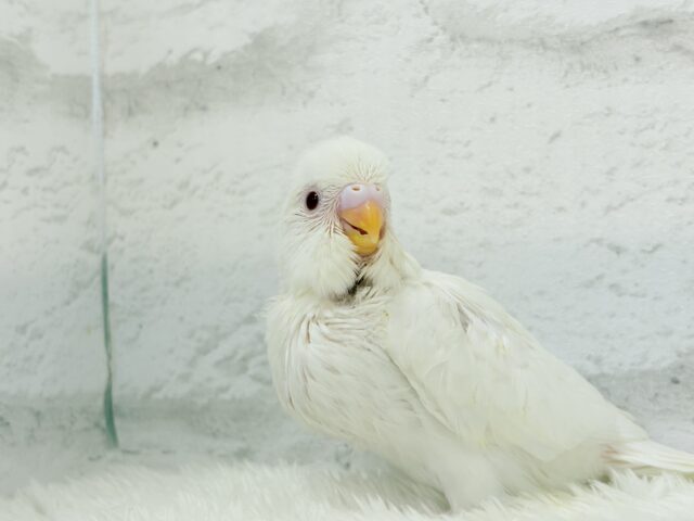 【最新画像・動画更新🪄】ホワイトペンギンちゃん🐧🤍セキセイインコ(アルビノ) ヒナ セキセイインコ
