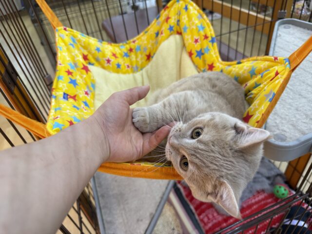 メロメロ注意❣️やんちゃなベタ慣れ君💗短足🐾マンチカンの男のコきました💫 マンチカン