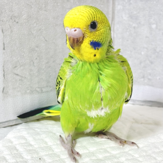 セキセイインコ グリーンオパーリン 🌱💚🍏 セキセイインコ