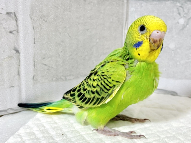 セキセイインコ グリーンオパーリン 🌱💚🍏 セキセイインコ