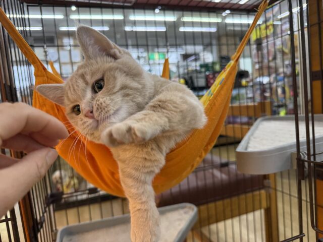 メロメロ注意❣️やんちゃなベタ慣れ君💗短足🐾マンチカンの男のコきました💫 マンチカン