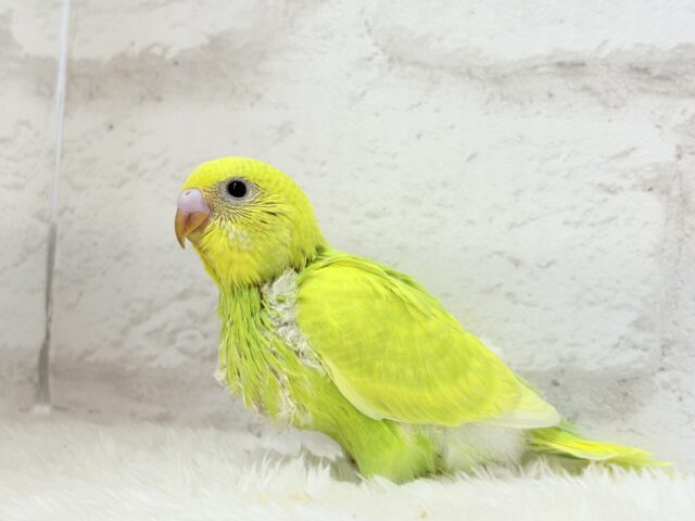 【最新画像・動画更新🪄】キラキラおめめに映る世界🐣🌎💫セキセイインコ(スパングル) ヒナ セキセイインコ