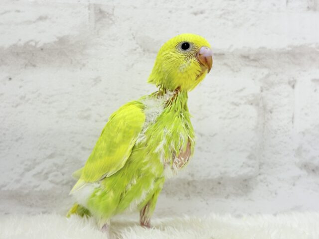 【最新画像・動画更新🪄】キラキラおめめに映る世界🐣🌎💫セキセイインコ(スパングル) ヒナ セキセイインコ