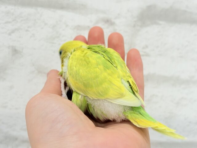【最新画像・動画更新🪄】キラキラおめめに映る世界🐣🌎💫セキセイインコ(スパングル) ヒナ セキセイインコ